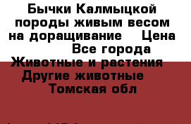 Бычки Калмыцкой породы живым весом на доращивание. › Цена ­ 135 - Все города Животные и растения » Другие животные   . Томская обл.